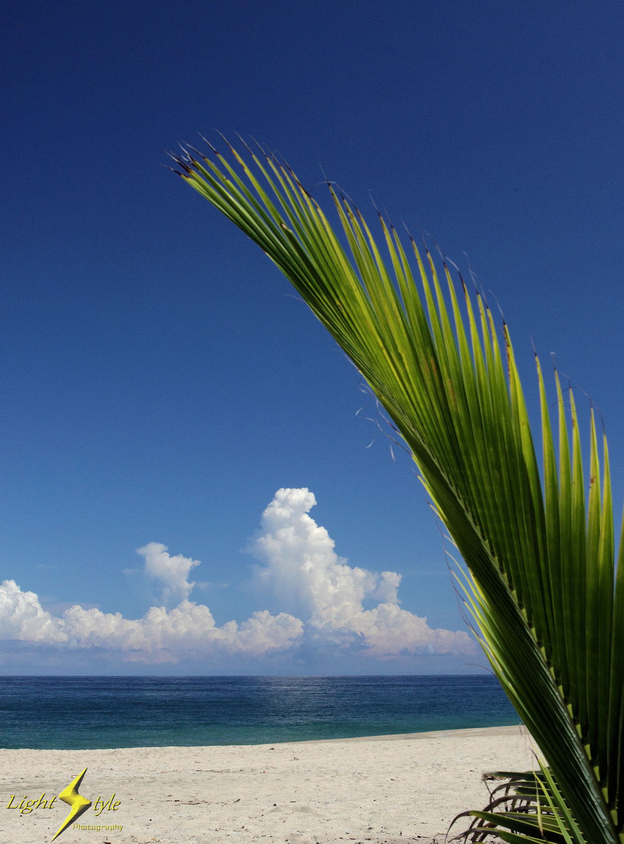 188_upload_Palm frond and clouds_1700x_6306