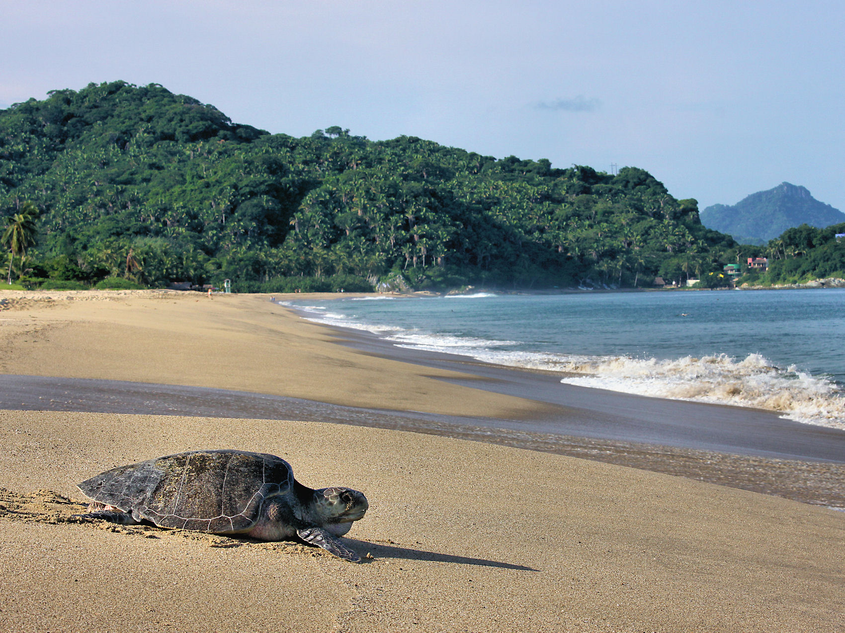 Marine Turtle Returning to the Sea